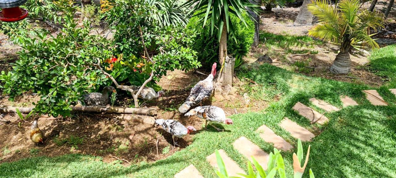 Casa Los Polveros 拉帕尔马岛丰卡连特 外观 照片